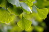 Does herbal treatment work for vitiligo? Some natural remedies look promising | Vitiligoshop.net