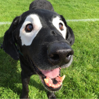 Vitiligo in dogs and cats | Vitiligoshop.net